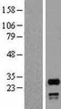 SNRPN Protein - Western validation with an anti-DDK antibody * L: Control HEK293 lysate R: Over-expression lysate