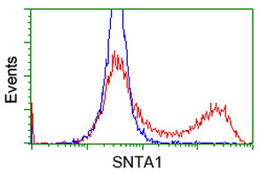 SNTA1 / Syntrophin Alpha 1 Antibody - HEK293T cells transfected with either overexpress plasmid (Red) or empty vector control plasmid (Blue) were immunostained by anti-SNTA1 antibody, and then analyzed by flow cytometry.