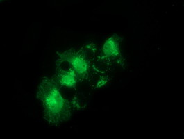 SNTA1 / Syntrophin Alpha 1 Antibody - Anti-SNTA1 mouse monoclonal antibody  immunofluorescent staining of COS7 cells transiently transfected by pCMV6-ENTRY SNTA1.