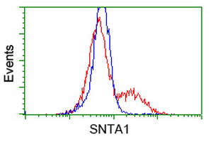 SNTA1 / Syntrophin Alpha 1 Antibody - HEK293T cells transfected with either overexpress plasmid (Red) or empty vector control plasmid (Blue) were immunostained by anti-SNTA1 antibody, and then analyzed by flow cytometry.