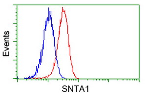 SNTA1 / Syntrophin Alpha 1 Antibody - Flow cytometry of HeLa cells, using anti-SNTA1 antibody, (Red), compared to a nonspecific negative control antibody, (Blue).