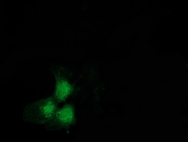 SNTA1 / Syntrophin Alpha 1 Antibody - Anti-SNTA1 mouse monoclonal antibody immunofluorescent staining of COS7 cells transiently transfected by pCMV6-ENTRY SNTA1.