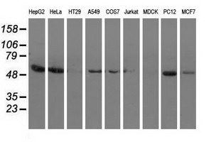 SNTA1 / Syntrophin Alpha 1 Antibody - Western blot analysis of extracts (35ug) from 9 different cell lines by using anti-SNTA1 monoclonal antibody.