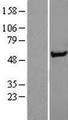 SNTA1 / Syntrophin Alpha 1 Protein - Western validation with an anti-DDK antibody * L: Control HEK293 lysate R: Over-expression lysate