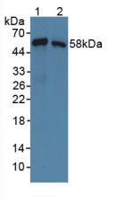 SNTB1 / A1B Antibody - Western Blot; Sample: Lane1: Mouse Lung Tissue; Lane2: Human Lung Tissue.