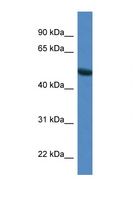 SNTG1 Antibody - SNTG1 antibody Western blot of Mouse Pancreas lysate. Antibody concentration 1 ug/ml. This image was taken for the unconjugated form of this product. Other forms have not been tested.