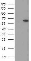 SNTG1 Antibody - HEK293T cells were transfected with the pCMV6-ENTRY control (Left lane) or pCMV6-ENTRY SNTG1 (Right lane) cDNA for 48 hrs and lysed. Equivalent amounts of cell lysates (5 ug per lane) were separated by SDS-PAGE and immunoblotted with anti-SNTG1.