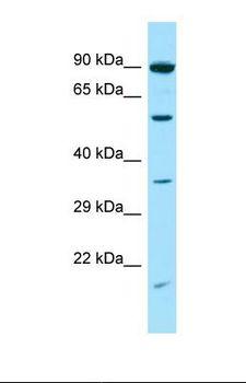 SNTG2 / SYN5 Antibody - Western blot of Human HT1080. SNTG2 antibody dilution 1.0 ug/ml.  This image was taken for the unconjugated form of this product. Other forms have not been tested.