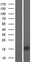 SNTN Protein - Western validation with an anti-DDK antibody * L: Control HEK293 lysate R: Over-expression lysate