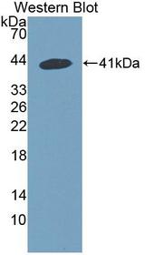 SNUPN Antibody - Western blot of SNUPN antibody.