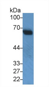SNUPN Antibody - Western Blot; Sample: Recombinant protein.