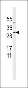 SNURF Antibody - Western blot of anti-SNURF Antibody in HeLa cell line lysates (35 ug/lane). SNURF(arrow) was detected using the purified antibody.