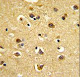 SNURF Antibody - Formalin-fixed and paraffin-embedded human brain tissue reacted with SNURF Antibody, which was peroxidase-conjugated to the secondary antibody, followed by DAB staining. This data demonstrates the use of this antibody for immunohistochemistry; clinical relevance has not been evaluated.