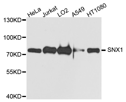 SNX1 Antibody - Western blot analysis of extract of various cells.