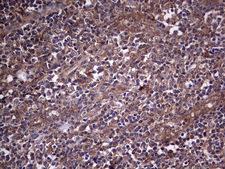 SNX12 Antibody - IHC of paraffin-embedded Human tonsil using anti-SNX12 mouse monoclonal antibody. (Heat-induced epitope retrieval by 1 mM EDTA in 10mM Tris, pH8.5, 120°C for 3min).
