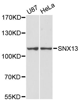 SNX13 Antibody - Western blot analysis of extracts of various cell lines, using SNX13 antibody at 1:3000 dilution. The secondary antibody used was an HRP Goat Anti-Rabbit IgG (H+L) at 1:10000 dilution. Lysates were loaded 25ug per lane and 3% nonfat dry milk in TBST was used for blocking. An ECL Kit was used for detection and the exposure time was 90s.