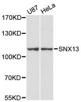 SNX13 Antibody - Western blot analysis of extracts of various cell lines, using SNX13 antibody at 1:3000 dilution. The secondary antibody used was an HRP Goat Anti-Rabbit IgG (H+L) at 1:10000 dilution. Lysates were loaded 25ug per lane and 3% nonfat dry milk in TBST was used for blocking. An ECL Kit was used for detection and the exposure time was 90s.