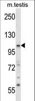 SNX14 Antibody - SNX14 Antibody western blot of mouse testis tissue lysates (35 ug/lane). The SNX14 antibody detected the SNX14 protein (arrow).