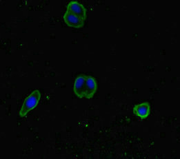 SNX14 Antibody - Immunofluorescent analysis of HepG-2 cells diluted at 1:100 and Alexa Fluor 488-congugated AffiniPure Goat Anti-Rabbit IgG(H+L)