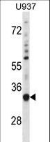 SNX15 Antibody - SNX15 Antibody western blot of U937 cell line lysates (35 ug/lane). The SNX15 antibody detected the SNX15 protein (arrow).