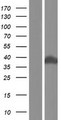 SNX15 Protein - Western validation with an anti-DDK antibody * L: Control HEK293 lysate R: Over-expression lysate