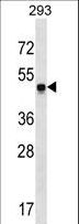 SNX17 Antibody - SNX17 Antibody western blot of 293 cell line lysates (35 ug/lane). The SNX17 antibody detected the SNX17 protein (arrow).