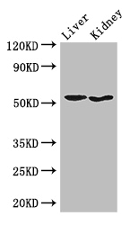 SNX17 Antibody - Positive WB detected in:Mouse liver tissue,Mouse kidney tissue;All lanes: SNX17 antibody at 3.5ug/ml;Secondary;Goat polyclonal to rabbit IgG at 1/50000 dilution;Predicted band size: 53,50 kDa;Observed band size: 53 kDa;