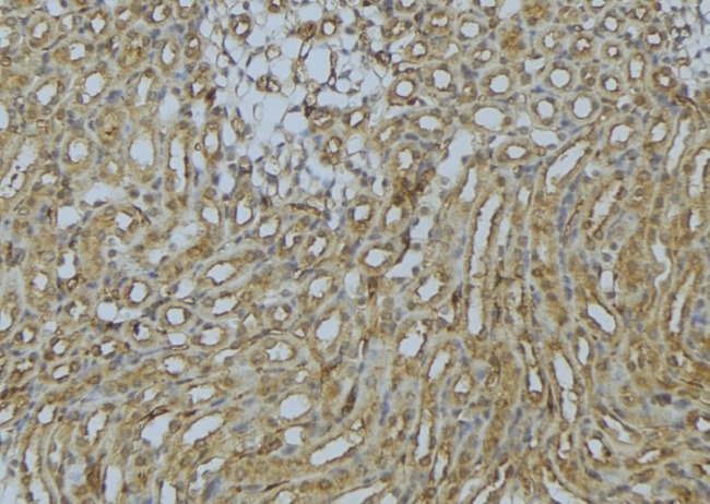 SNX17 Antibody - 1:100 staining mouse kidney tissue by IHC-P. The sample was formaldehyde fixed and a heat mediated antigen retrieval step in citrate buffer was performed. The sample was then blocked and incubated with the antibody for 1.5 hours at 22°C. An HRP conjugated goat anti-rabbit antibody was used as the secondary.