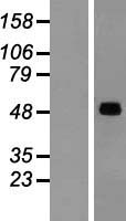 SNX17 Protein - Western validation with an anti-DDK antibody * L: Control HEK293 lysate R: Over-expression lysate