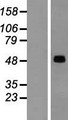 SNX17 Protein - Western validation with an anti-DDK antibody * L: Control HEK293 lysate R: Over-expression lysate
