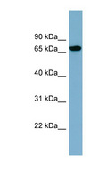 SNX18 Antibody - SNX18 antibody Western blot of 721_B cell lysate. This image was taken for the unconjugated form of this product. Other forms have not been tested.