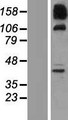 SNX19 Protein - Western validation with an anti-DDK antibody * L: Control HEK293 lysate R: Over-expression lysate
