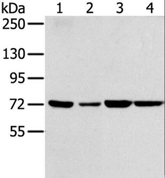 SNX2 Antibody - Western blot analysis of NIH/3T3, A549, 293T and HeLa cell, using SNX2 Polyclonal Antibody at dilution of 1:300.