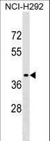 SNX21 Antibody - SNX21 Antibody western blot of NCI-H292 cell line lysates (35 ug/lane). The SNX21 antibody detected the SNX21 protein (arrow).