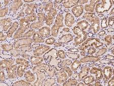 SNX21 Antibody - Immunochemical staining of human SNX21 in human kidney with rabbit polyclonal antibody at 1:100 dilution, formalin-fixed paraffin embedded sections.