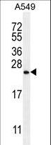 SNX24 Antibody - SNX24 Antibody western blot of A549 cell line lysates (35 ug/lane). The SNX24 antibody detected the SNX24 protein (arrow).