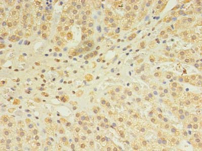 SNX24 Antibody - Immunohistochemistry of paraffin-embedded human adrenal gland tissue using antibody at dilution of 1:100.