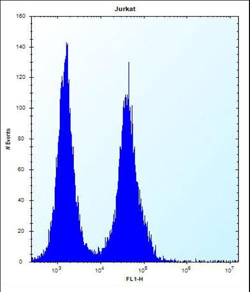 SNX25 Antibody - SNX25 Antibody flow cytometry of Jurkat cells (right histogram) compared to a negative control cell (left histogram). FITC-conjugated donkey-anti-rabbit secondary antibodies were used for the analysis.