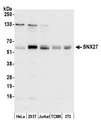 SNX27 Antibody - Detection of human and mouse SNX27 by western blot. Samples: Whole cell lysate (50 µg) from HeLa, HEK293T, Jurkat, mouse TCMK-1, and mouse NIH 3T3 cells prepared using NETN lysis buffer. Antibody: Affinity purified rabbit anti-SNX27 antibody used for WB at 0.1 µg/ml. Detection: Chemiluminescence with an exposure time of 30 seconds.