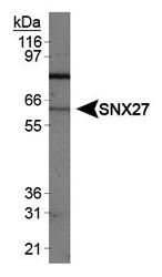 SNX27 Antibody - SNX27 Antibody - Western blot of SNX27 on mouse brain extracts.  This image was taken for the unconjugated form of this product. Other forms have not been tested.