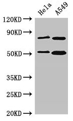 SNX27 Antibody - Western Blot Positive WB detected in: Hela whole cell lysate, A549 whole cell lysate All lanes: SNX27 antibody at 3.5µg/ml Secondary Goat polyclonal to rabbit IgG at 1/50000 dilution Predicted band size: 62, 60, 51 kDa Observed band size: 51 kDa
