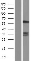 SNX27 Protein - Western validation with an anti-DDK antibody * L: Control HEK293 lysate R: Over-expression lysate