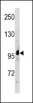 SNX29 / RUNDC2A Antibody - RUNDC2A Antibody western blot of A549 cell line lysates (35 ug/lane). The RUNDC2A antibody detected the RUNDC2A protein (arrow).