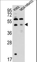 SNX29 / RUNDC2A Antibody - SNX29 Antibody western blot of K562,MDA-MB453 cell line lysates (35 ug/lane). The SNX29 antibody detected the SNX29 protein (arrow).