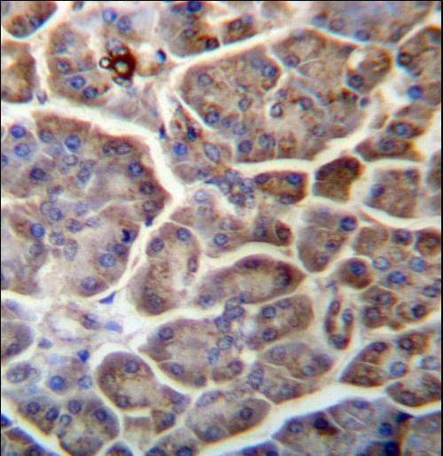 SNX29 / RUNDC2A Antibody - SNX29 Antibody immunohistochemistry of formalin-fixed and paraffin-embedded human pancreas tissue followed by peroxidase-conjugated secondary antibody and DAB staining.