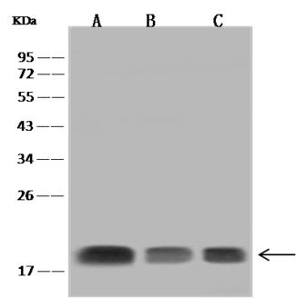 SNX3 Antibody - Anti-SNX3 rabbit polyclonal antibody at 1:500 dilution. Lane A: HL-60 Whole Cell Lysate. Lane B: THP1 Whole Cell Lysate. Lane C: U-251M Whole Cell Lysate. Lysates/proteins at 30 ug per lane. Secondary: Goat Anti-Rabbit IgG (H+L)/HRP at 1/10000 dilution. Developed using the ECL technique. Performed under reducing conditions. Predicted band size: 19 kDa. Observed band size: 19 kDa.