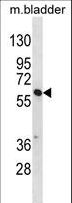 SNX30 Antibody - SNX30 Antibody western blot of mouse bladder tissue lysates (35 ug/lane). The SNX30 antibody detected the SNX30 protein (arrow).