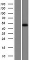 SNX31 Protein - Western validation with an anti-DDK antibody * L: Control HEK293 lysate R: Over-expression lysate