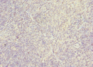 SNX32 Antibody - Immunohistochemistry of paraffin-embedded human thymus tissue at dilution 1:100