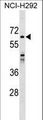 SNX33 Antibody - SNX33 Antibody western blot of NCI-H292 cell line lysates (35 ug/lane). The SNX33 antibody detected the SNX33 protein (arrow).